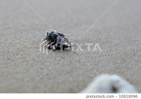 Hermit crab of Iriomote Island Tsukigahama 10818096