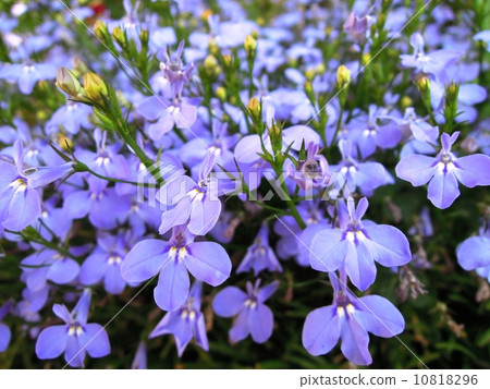 紫色小花 紫色小花 10818296