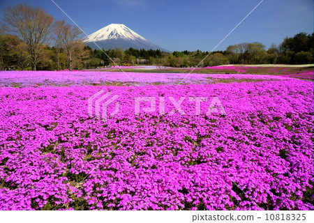 富士山和蘑菇 富士山和蘑菇 10818325