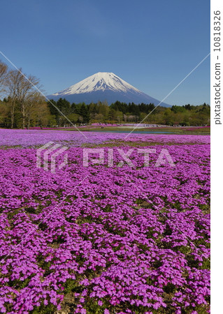 富士山和蘑菇 富士山和蘑菇 10818326