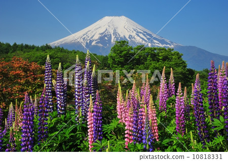 Rubinus and Mt. Fuji Rubinus and Mt. Fuji 10818331