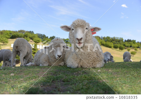 Happy full parent and child sheep Happy full parent and child sheep 10818335