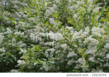 盛開的銀色prepet 盛開的銀色prepet 10818344