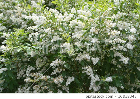 盛開的銀色prepet 10818345