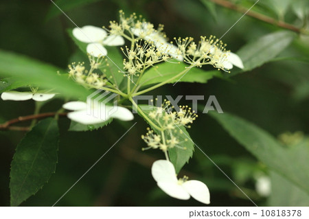 Natural plant Yaeyama Containrigi, ancestor of hydrangea in the garden? It's like a sparse flower hydrangea 10818378