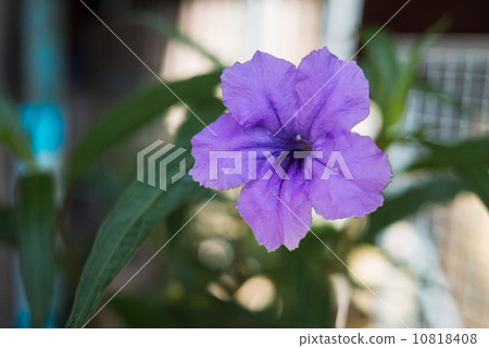 Waterkanon flower 10818408