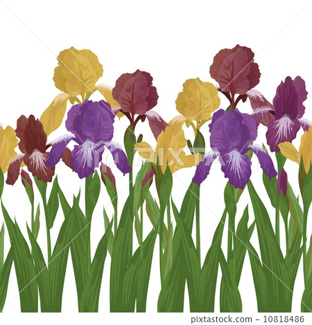 Flowers iris and butterflies, seamless Flowers iris and butterflies, seamless 10818486