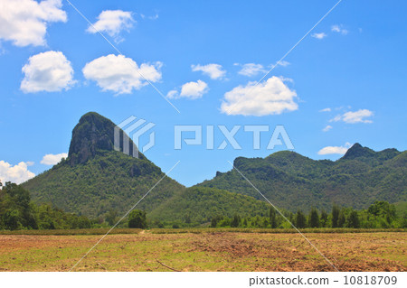 sugar cane field near a mountain and blue sky 10818709