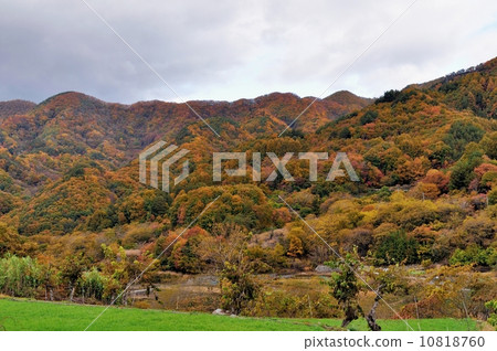 Yellow leaves in the countryside 10818760