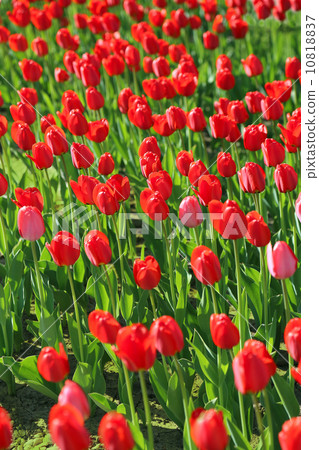 Beautiful red tulips 10818837