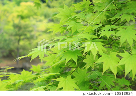 Maple Maple 10818924