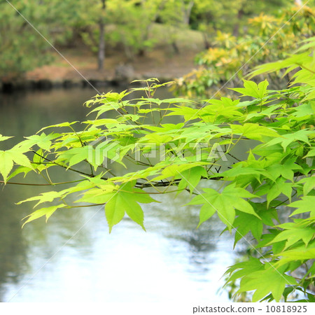 Maple Maple 10818925
