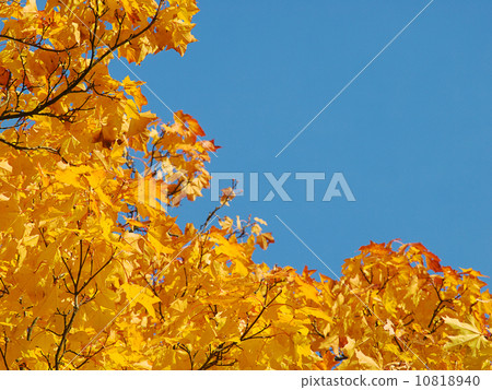 Autumnal background 10818940