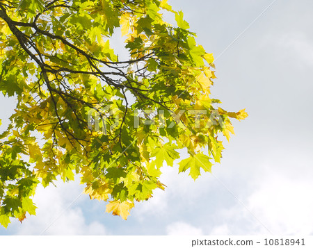 Autumnal scenery. 10818941