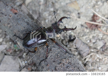 高砂深山鍬形蟲 10819165