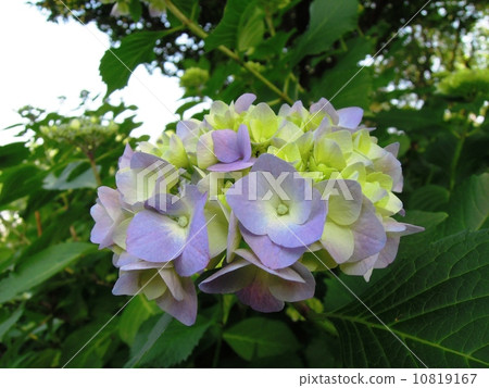 繡球花開始變色 10819167