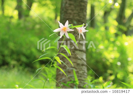 Lily flowers 10819417