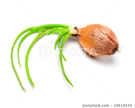 Spring onions (Allium cepa) 10819439