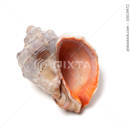 Empty rapana isolated on white background Empty rapana isolated on white background 10819472