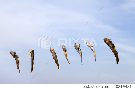 Stockfish drying on sun Stockfish drying on sun 10819481