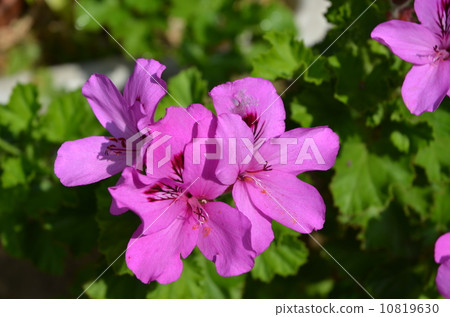 Geranium Geranium 10819630