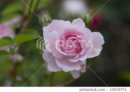 Rose flowers Granny Rose flowers Granny 10819751