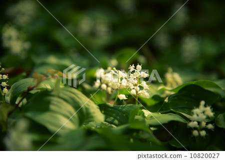 邁杜魯索 10820027