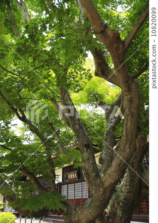 從分支之間 從分支之間 10820099