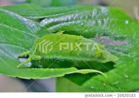 Omurasaki幼蟲 10820183