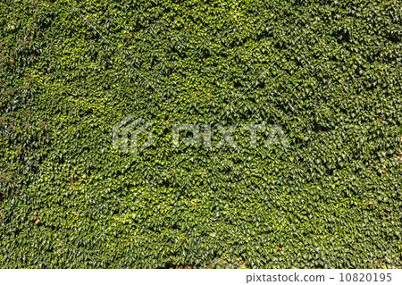 Ivy (Hedera). Natural green background. 10820195