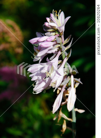 Hosta (Funkia) in bloom. 10820264
