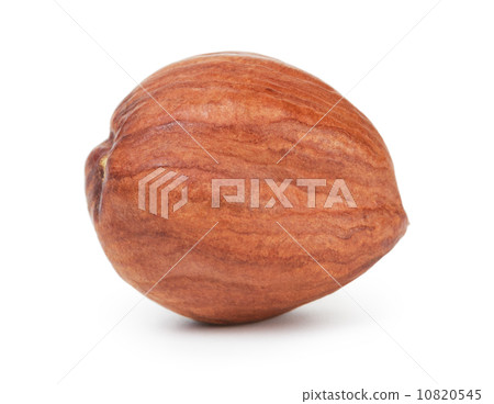 single hazelnut kernel single hazelnut kernel 10820545