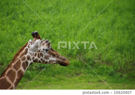 Giraffe Giraffe 10820807