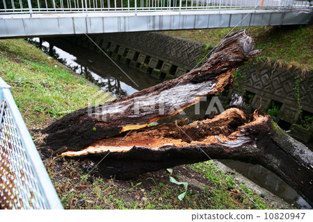 Fallen tree 10820947