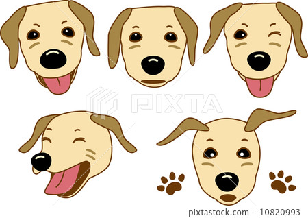 Labrador retriever 10820993