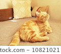 Munchkin 10821021
