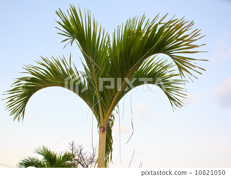 nipa Palm 2 10821050