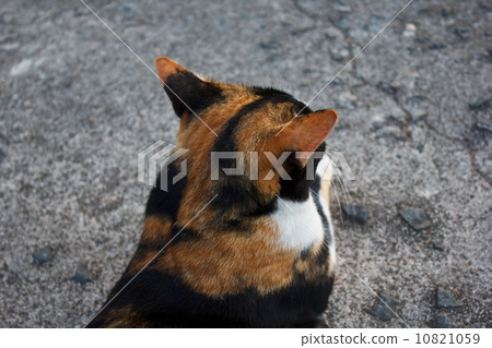 cat with yellow and black hair4 cat with yellow and black hair4 10821059