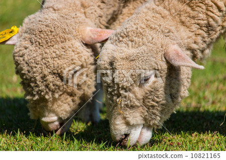 A sheep 10821165