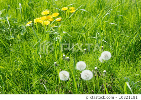 蒲公英和溫暖的天氣 10821181