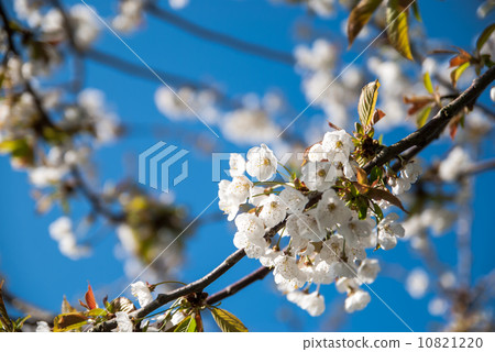 櫻花 10821220
