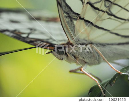 A butterfly 10821633