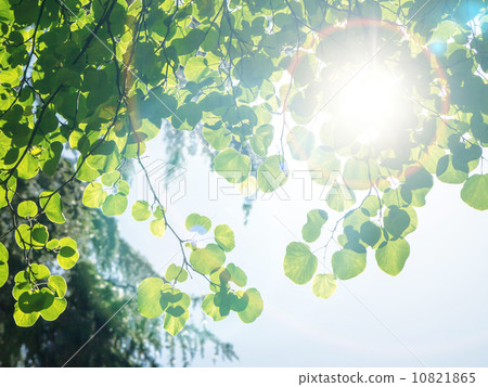 Green Leaves against the sky Green Leaves against the sky 10821865