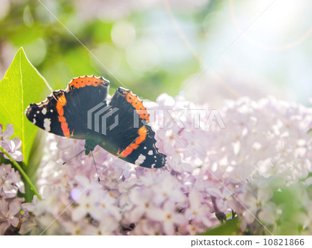 Batterfly on the lilac. 10821866