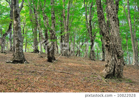 Beech forest Beech forest 10822028