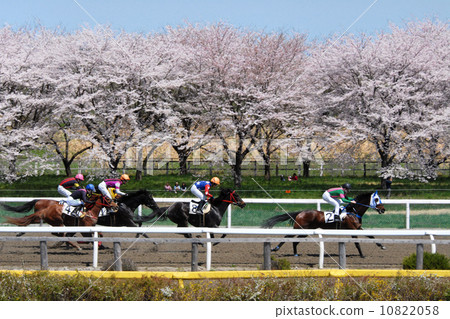 Thoroughbred and cherry blossoms Thoroughbred and cherry blossoms 10822058