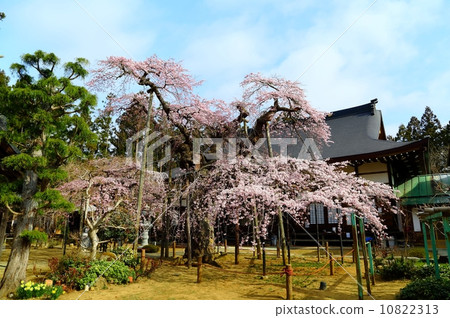 Sakura of Aiso Temple Sakura of Aiso Temple 10822313