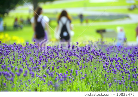 Tamahara lavender park Tamahara lavender park 10822475