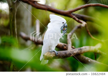 White cockatoo parrot on a branch White cockatoo parrot on a branch 10822484