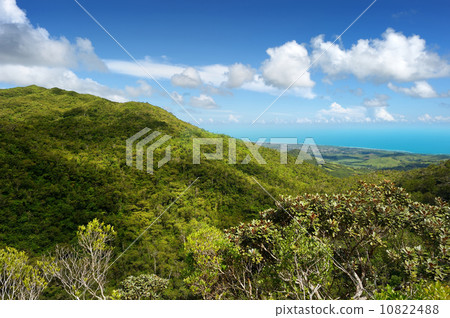 Tropical jungles of Mauritius island 10822488